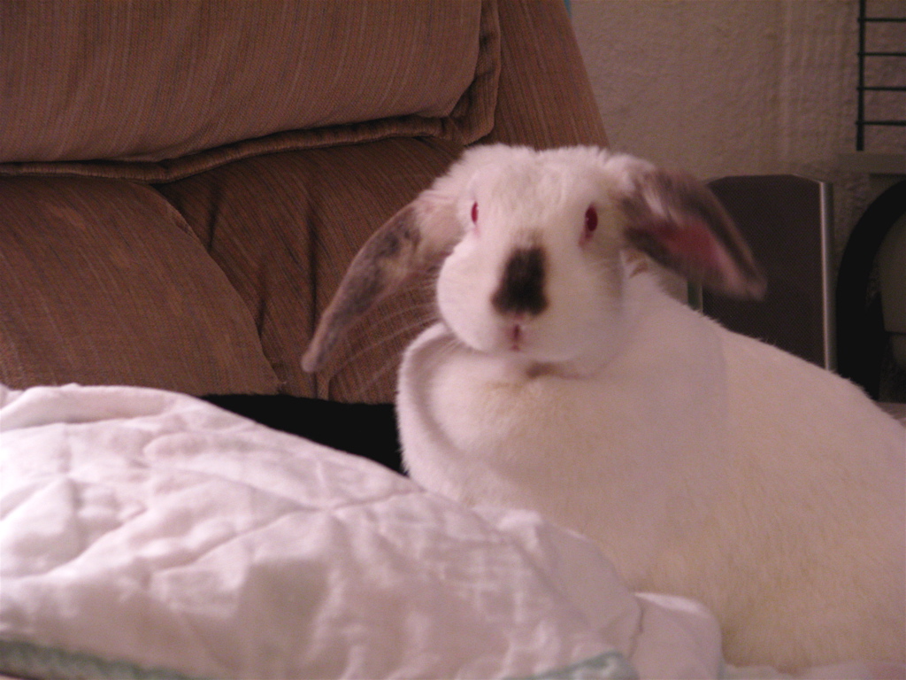an adorable white rabbit sitting in the bed on a chair