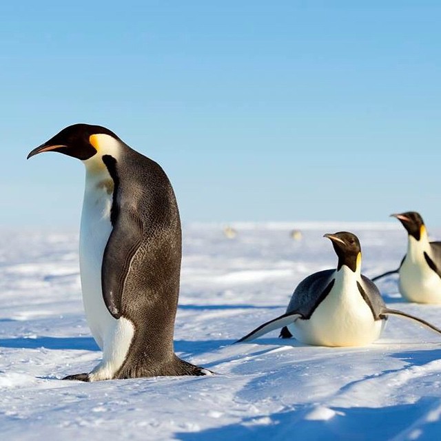 a flock of penguins on the sea ice