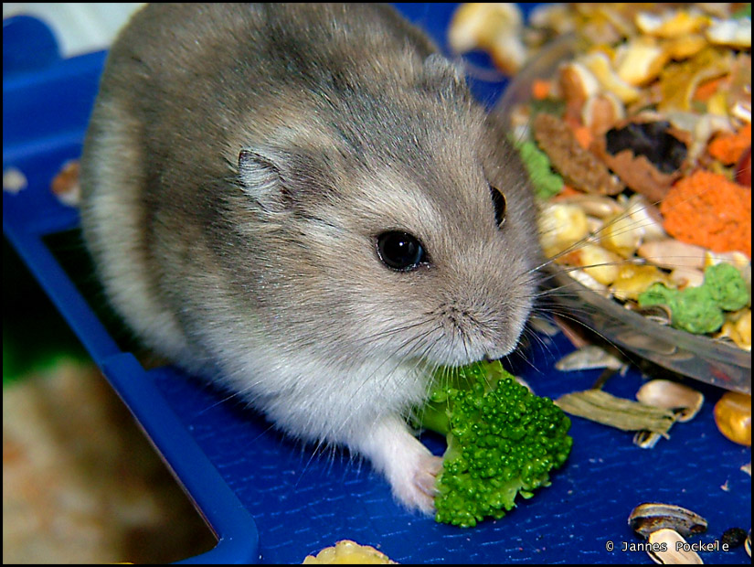 a small mouse looking into a bowl full of broccoli