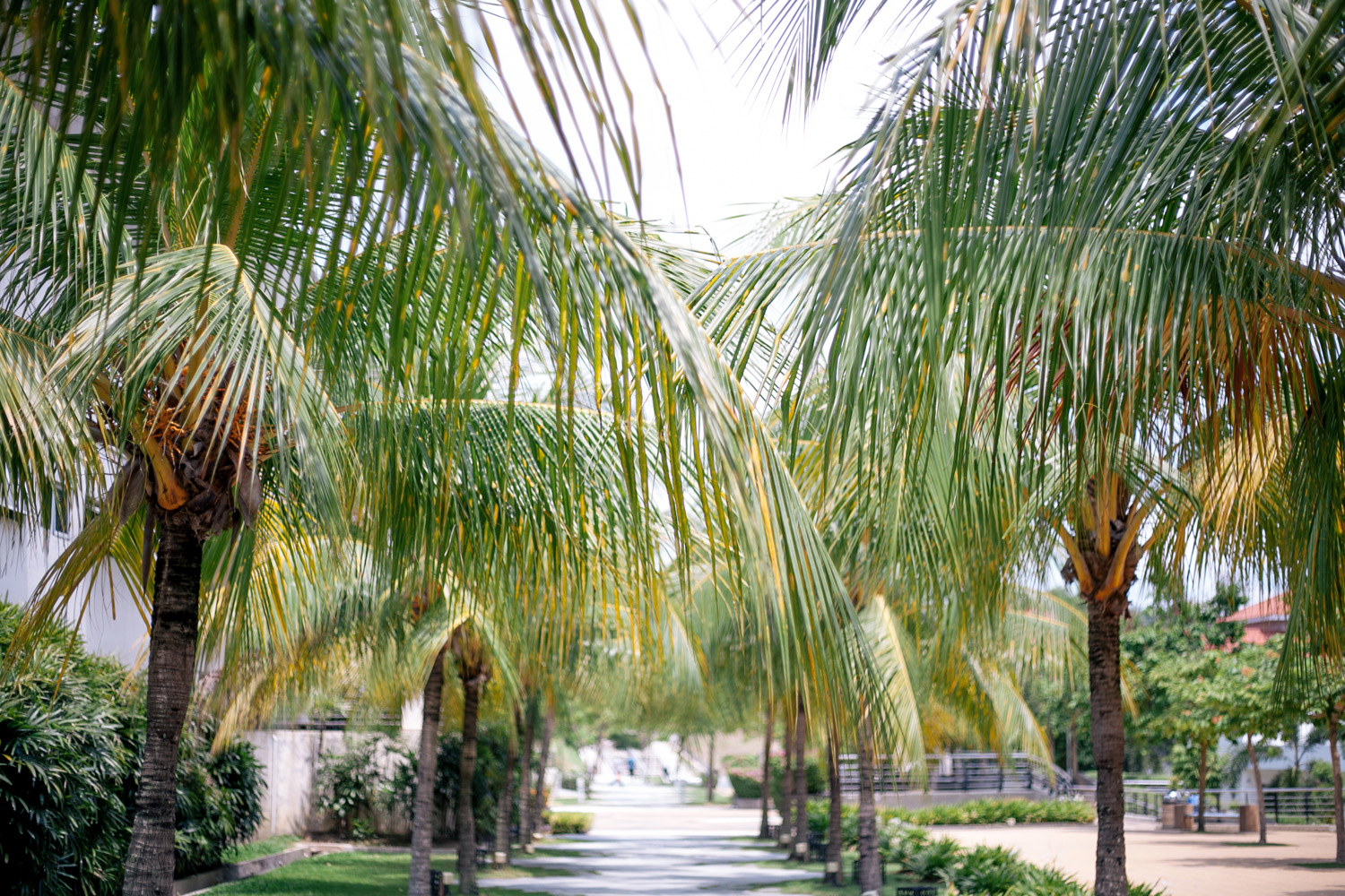 palm trees line a sidewalk in a residential area