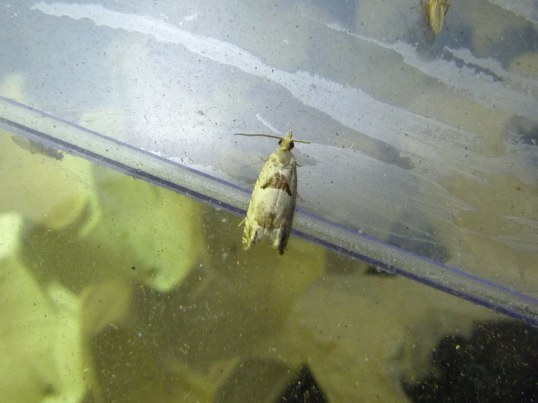 a yellow and white insect is sitting on the floor