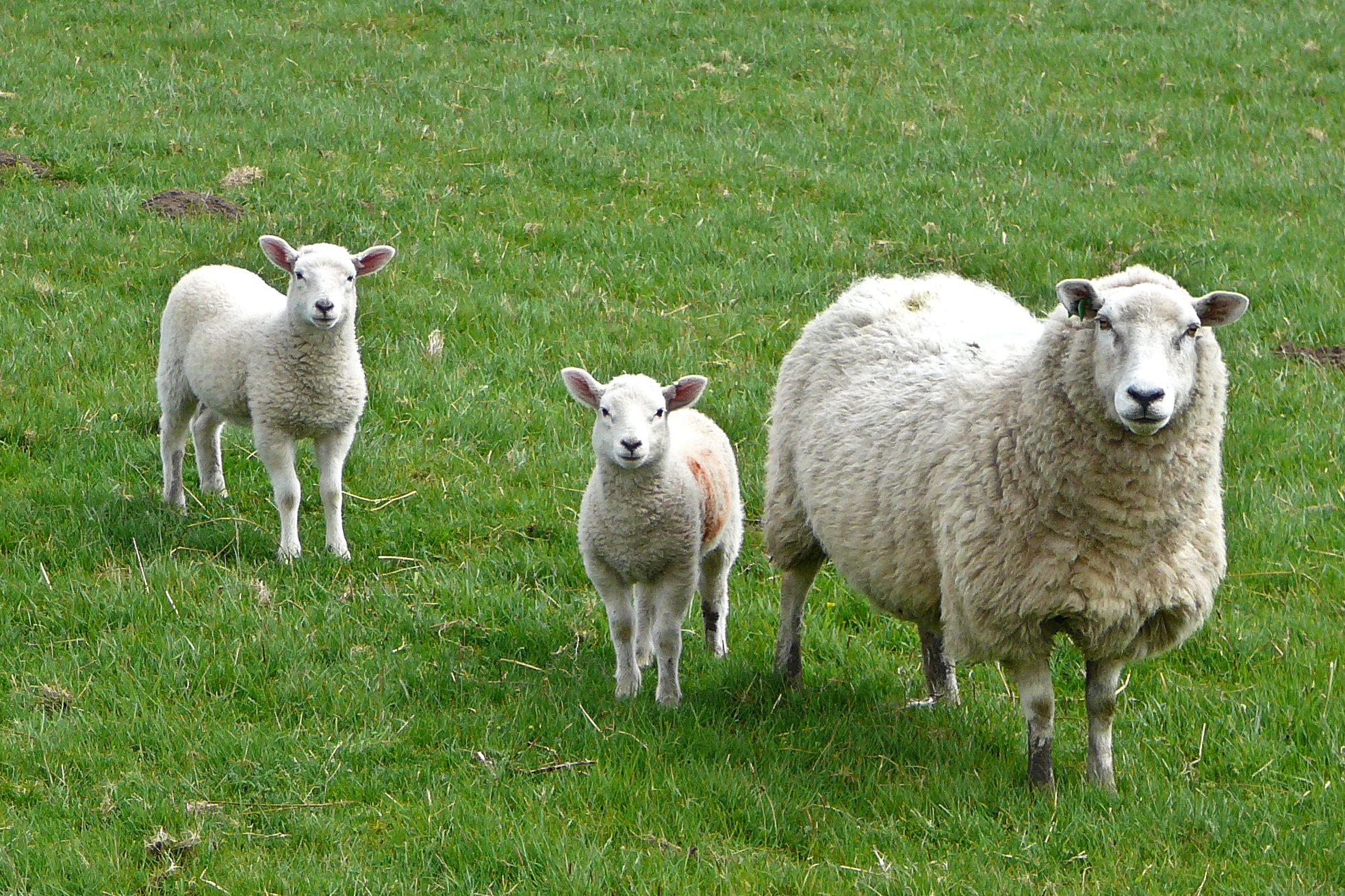 three sheep are in the middle of the grassy field