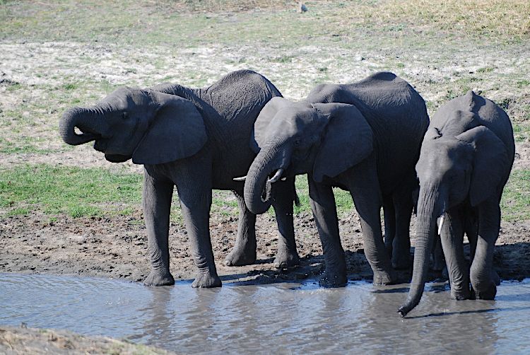 elephants standing in the water and drinking at a watering hole