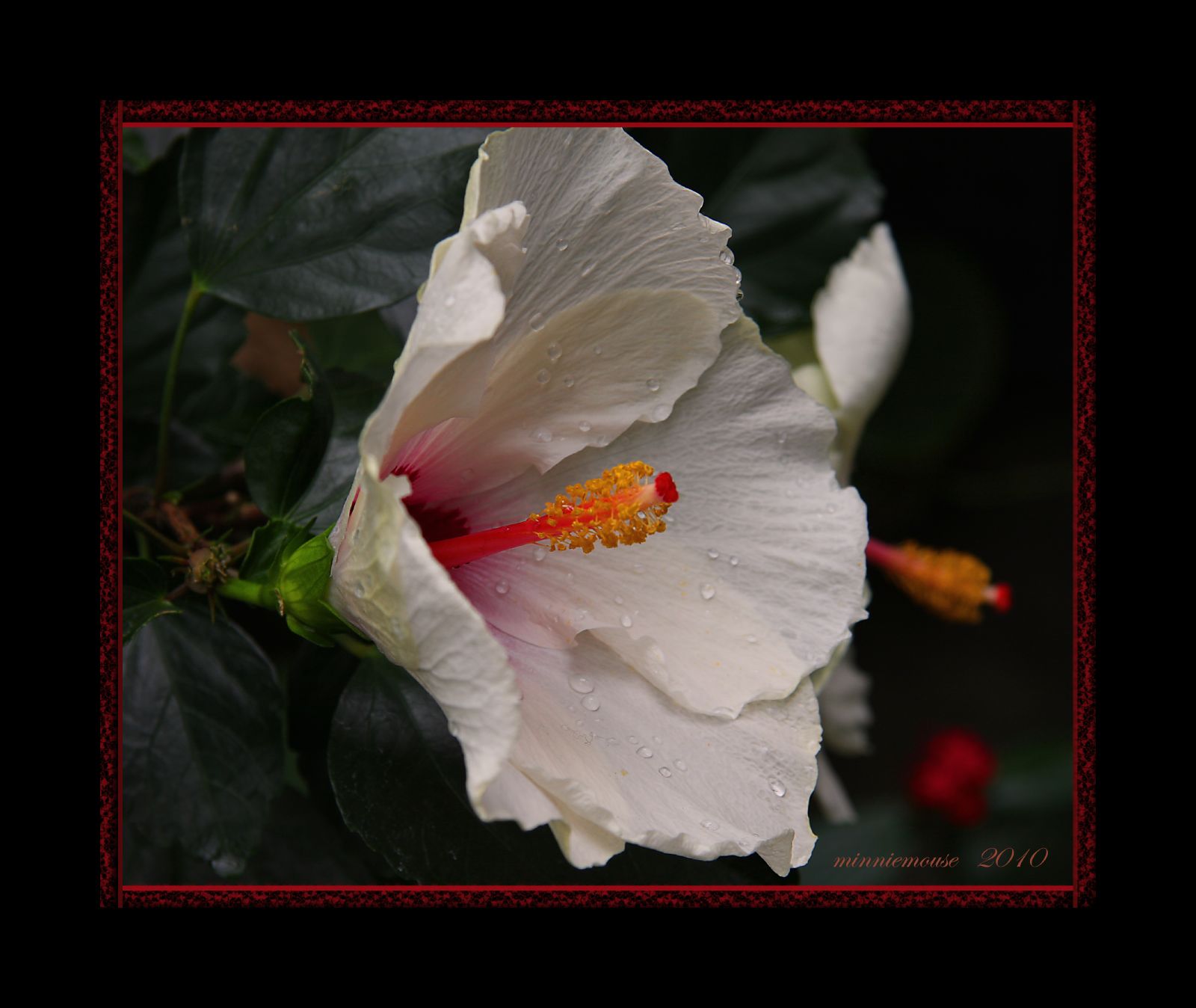 a white flower with green leaves and dew