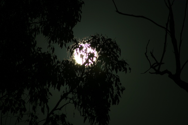 the moon seen through the trees is not visible