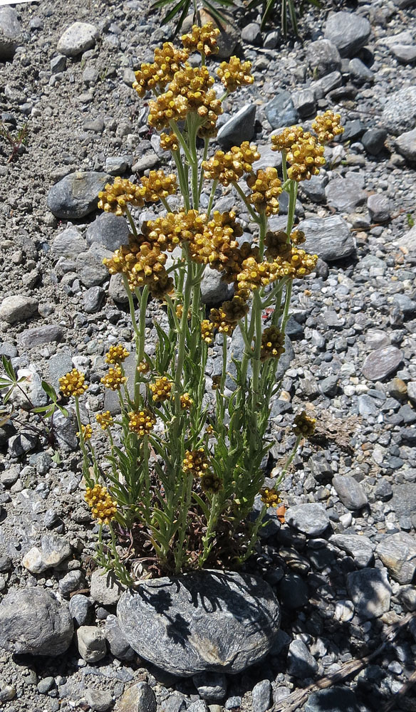 a single plant is growing out of the rocks