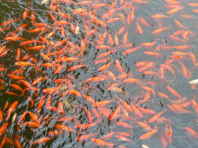 several fish swimming in a pond full of water