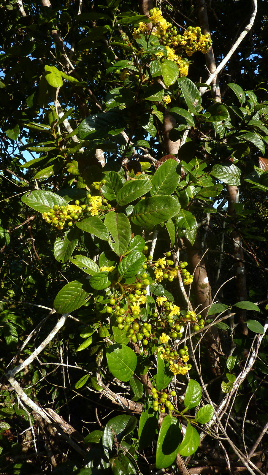 a nch with a lot of leaves and flowers