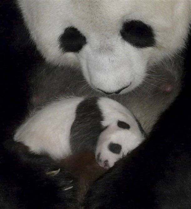 a mother panda hugs her baby's cheek