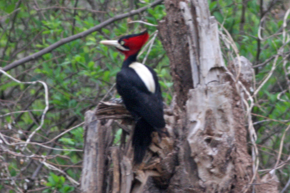 a red and black bird sitting on top of a dead tree