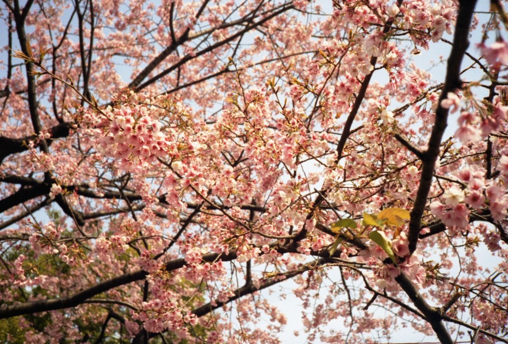 some trees that are blossoming and have pink flowers