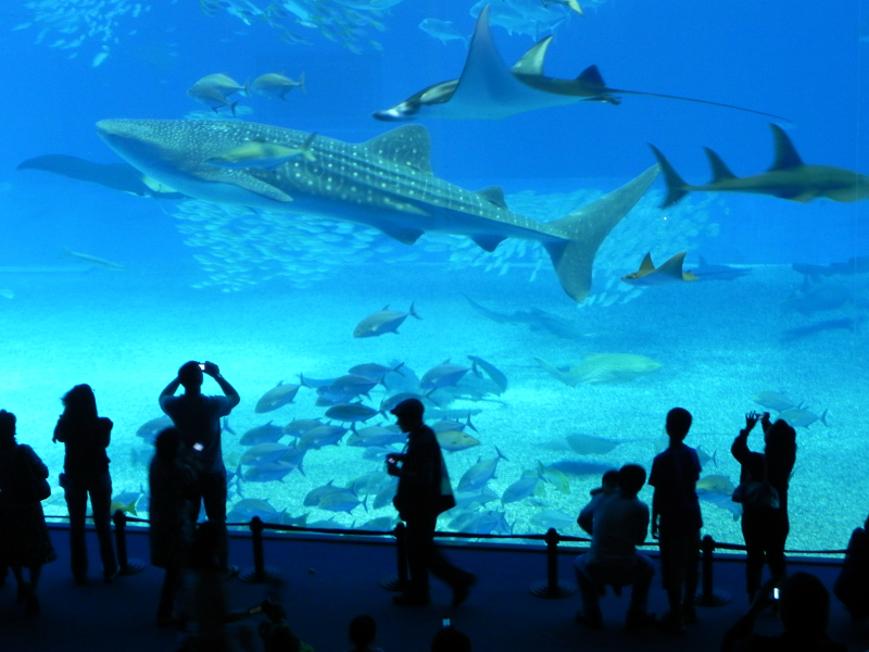 many people stand in front of a large fish tank