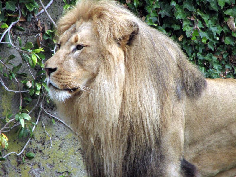 a big lion with long hair is outside near a wall