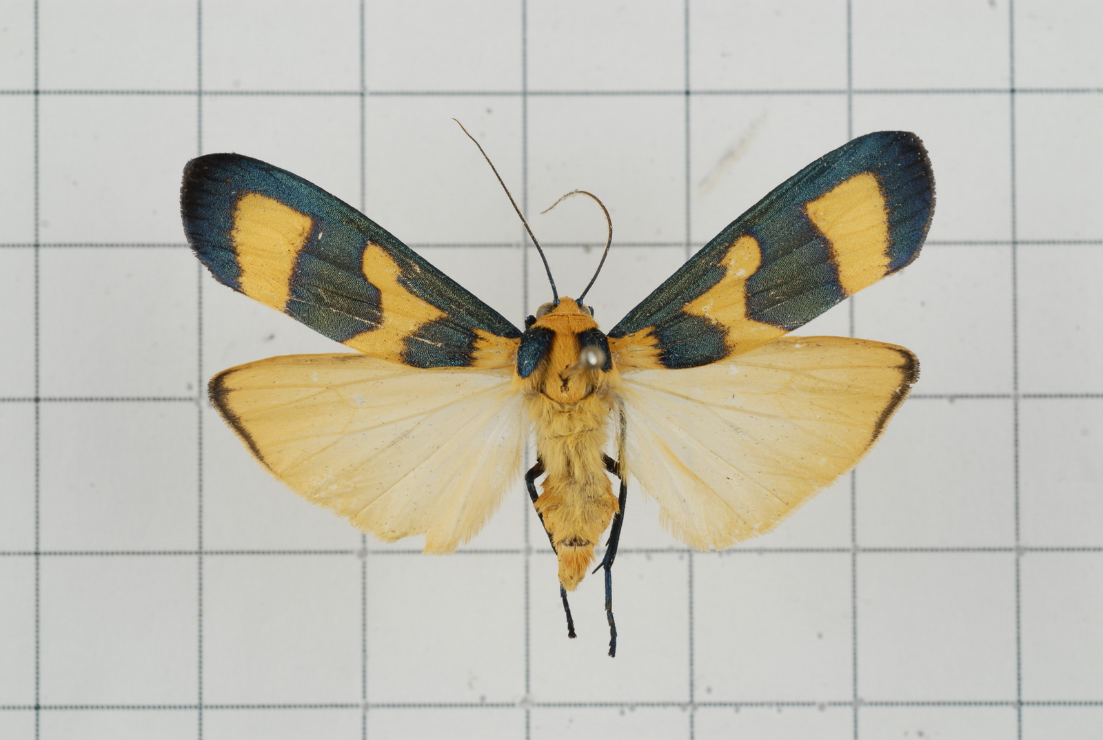 the moth is orange and blue with black on its wings