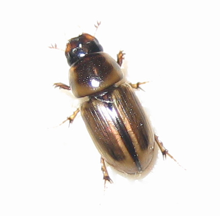 a brown and white beetle is seen from above