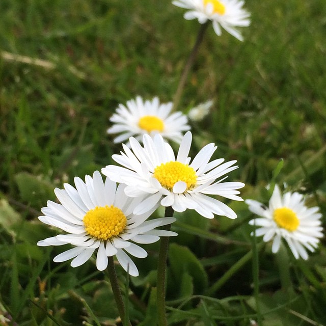 daisies growing in the grass at a park