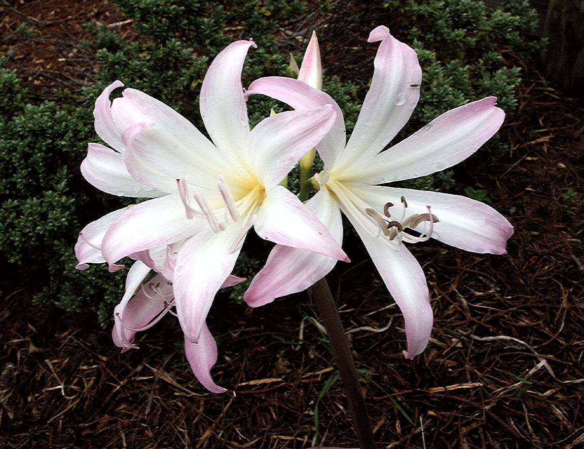 three beautiful white and pink flowers are in the middle of the ground