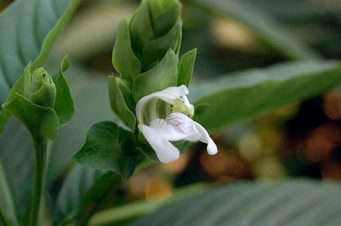 a white flower with leaves in the background