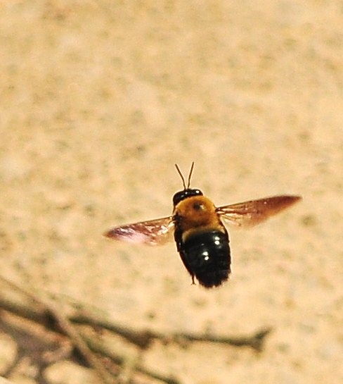 a honeybee flying above an unpaved tree