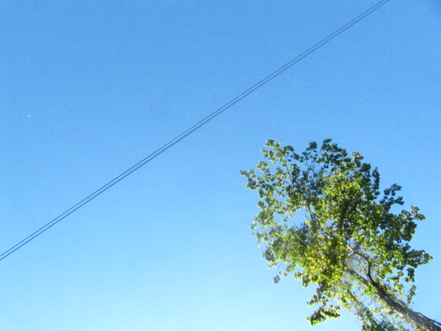 an electric cable stretching into the sky behind trees