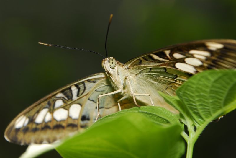 a close up view of the back ends of two erflies on a green leaf
