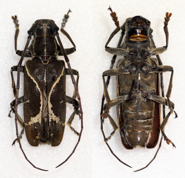 a picture of two bugs that have brown coats