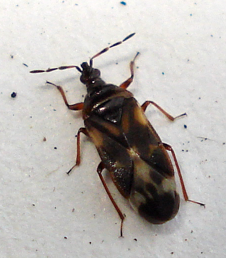 an image of a brown and yellow bug on the ground
