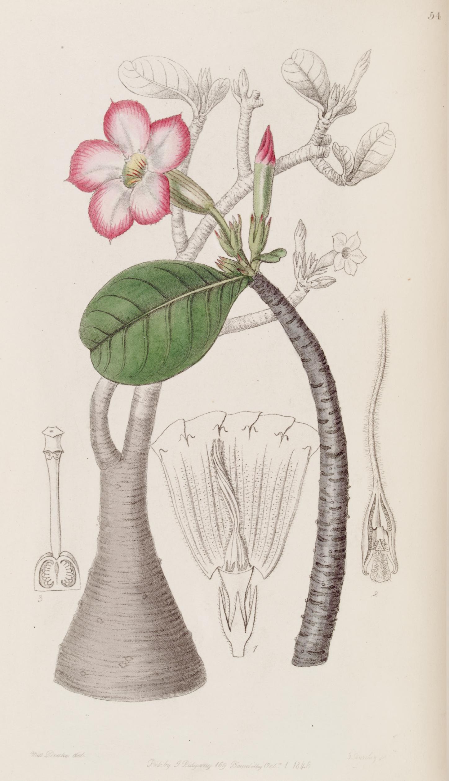 a drawing of flowers with leaves and utensils