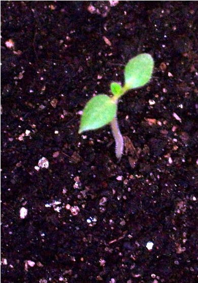 an image of the little green plant with dirt