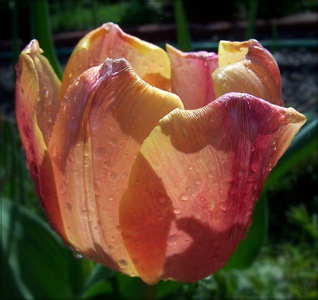 a red and orange flower with dew on it