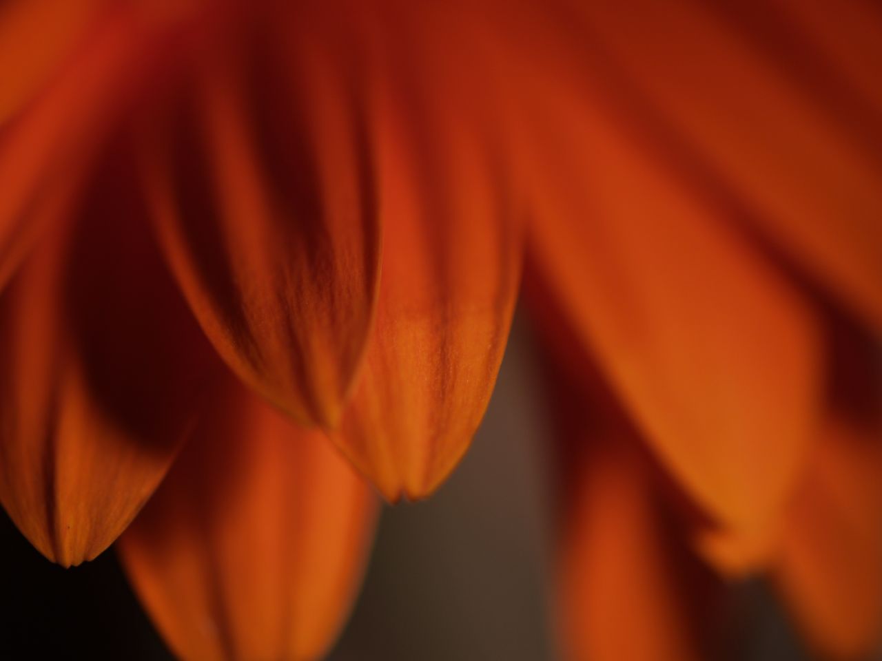 the bottom portion of a flower that is orange