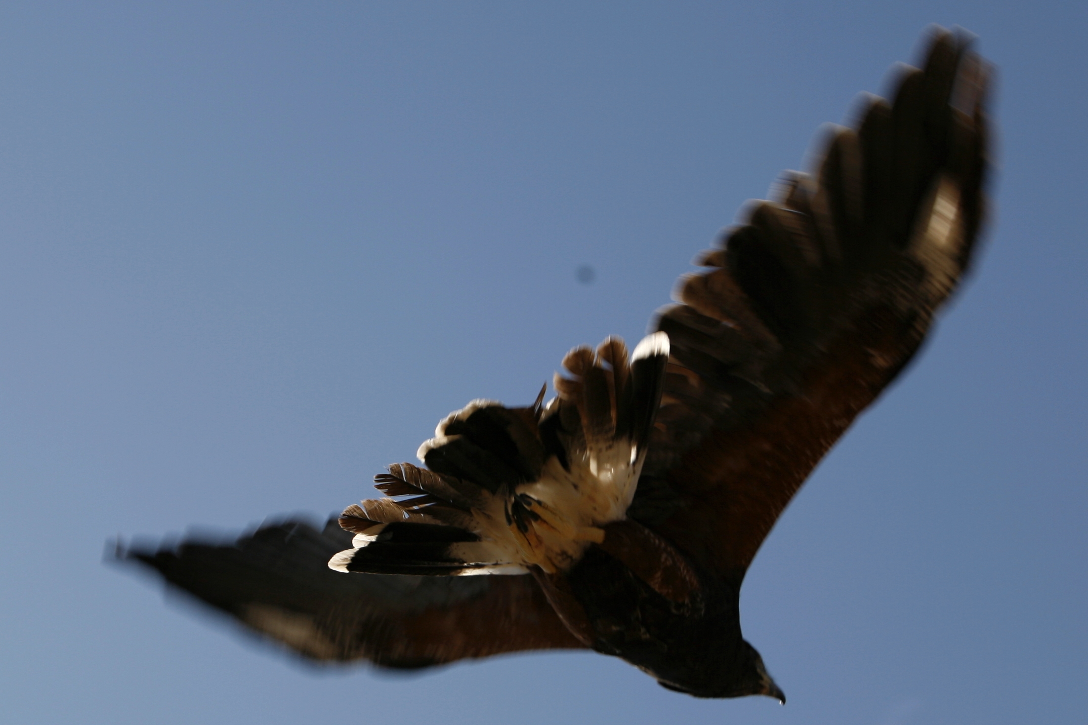 a bird flying over the top of the ground with its wings spread out