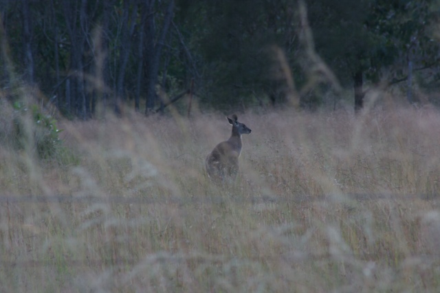a single kangaroo standing in tall grass