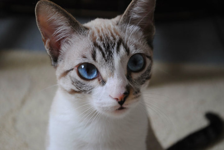 a white kitten with blue eyes staring at soing