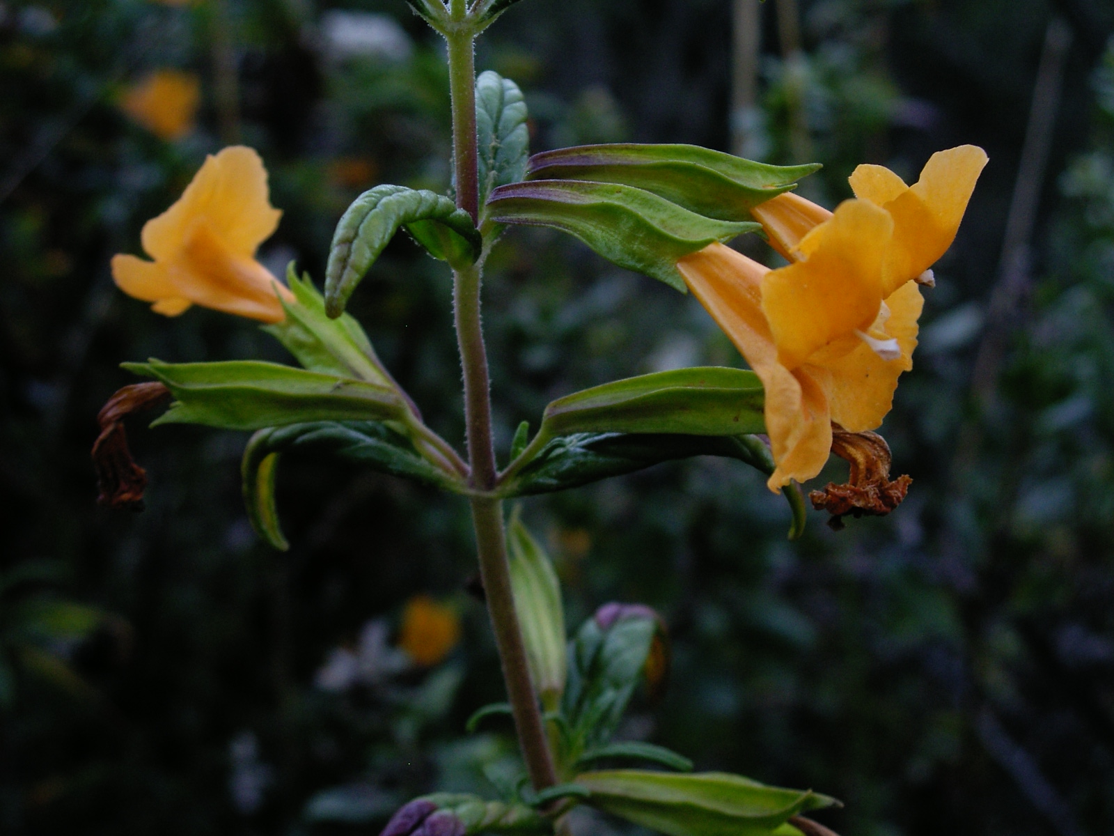 an orange and yellow flower that is blooming