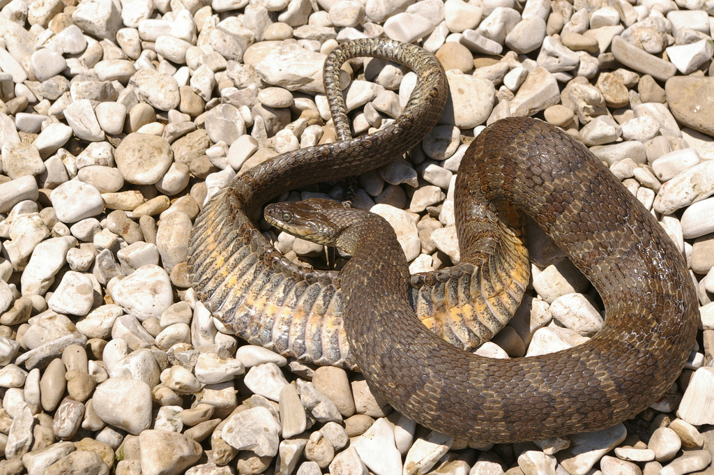 two brown snake sitting on rocks and gravel