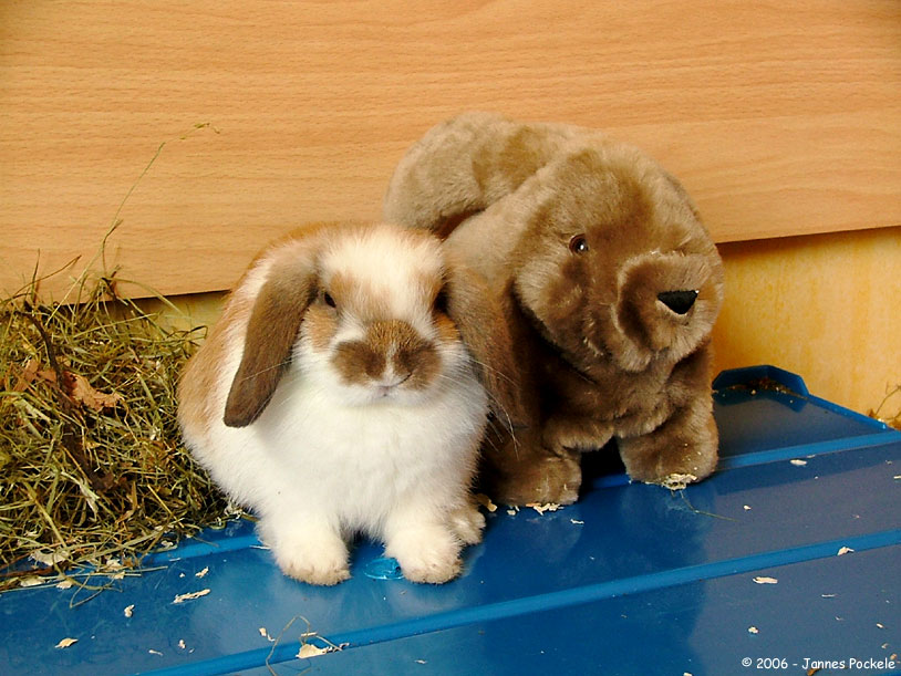 two little stuffed rabbits in front of some fake wood