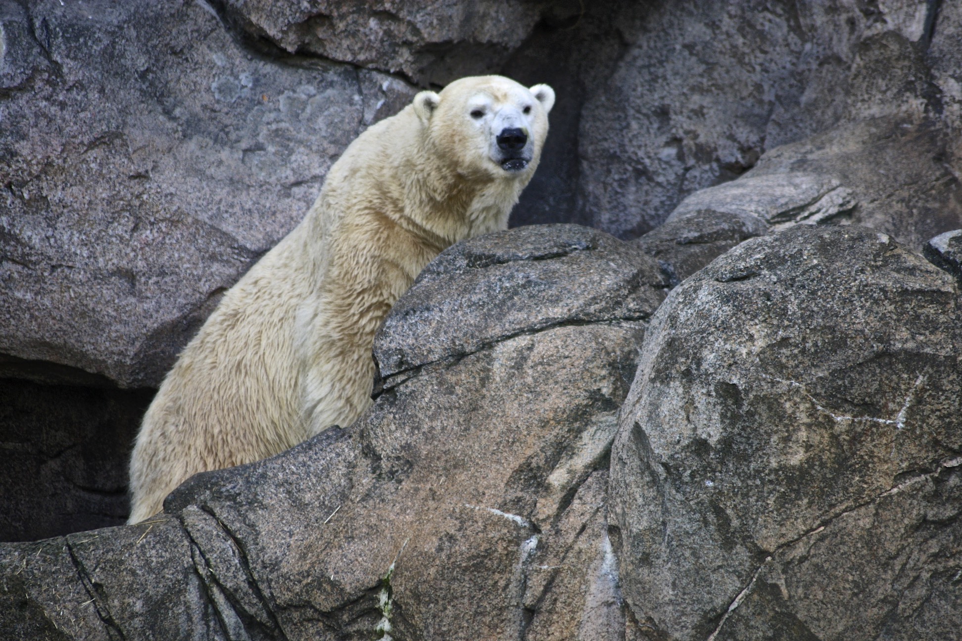a polar bear sits on some rocks while looking at the camera