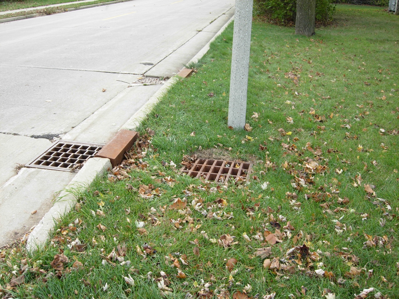 a drain hole on the side of a street near a tree