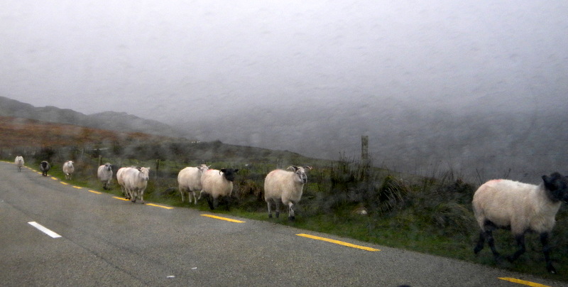 several sheep walk away down the side of the road