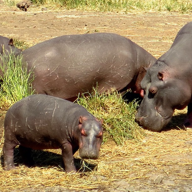 a group of hippopotamus grazing on grass in a field