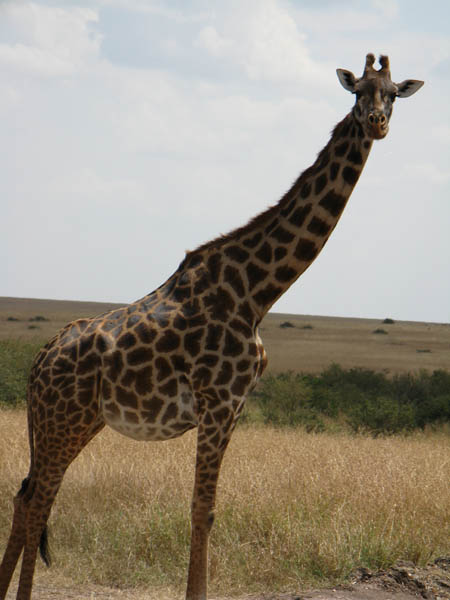a giraffe is standing in a large field