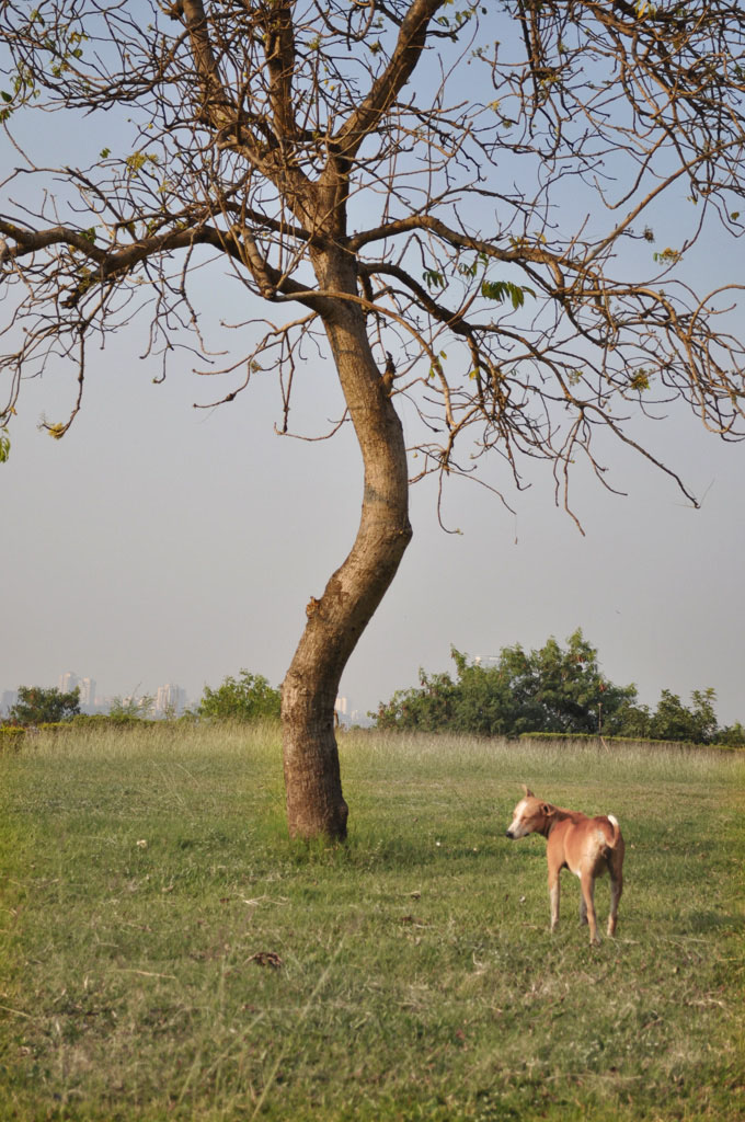 a small horse under a tree in a field