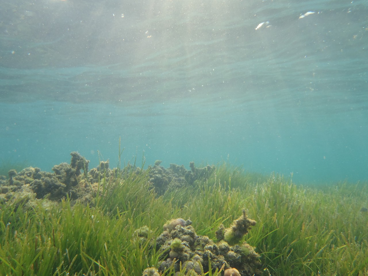 an underwater image of plants and seaweed