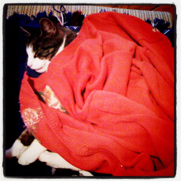 a cat curled up on a red sheet covered bed