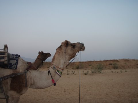 camel standing in open desert area with sand and brush