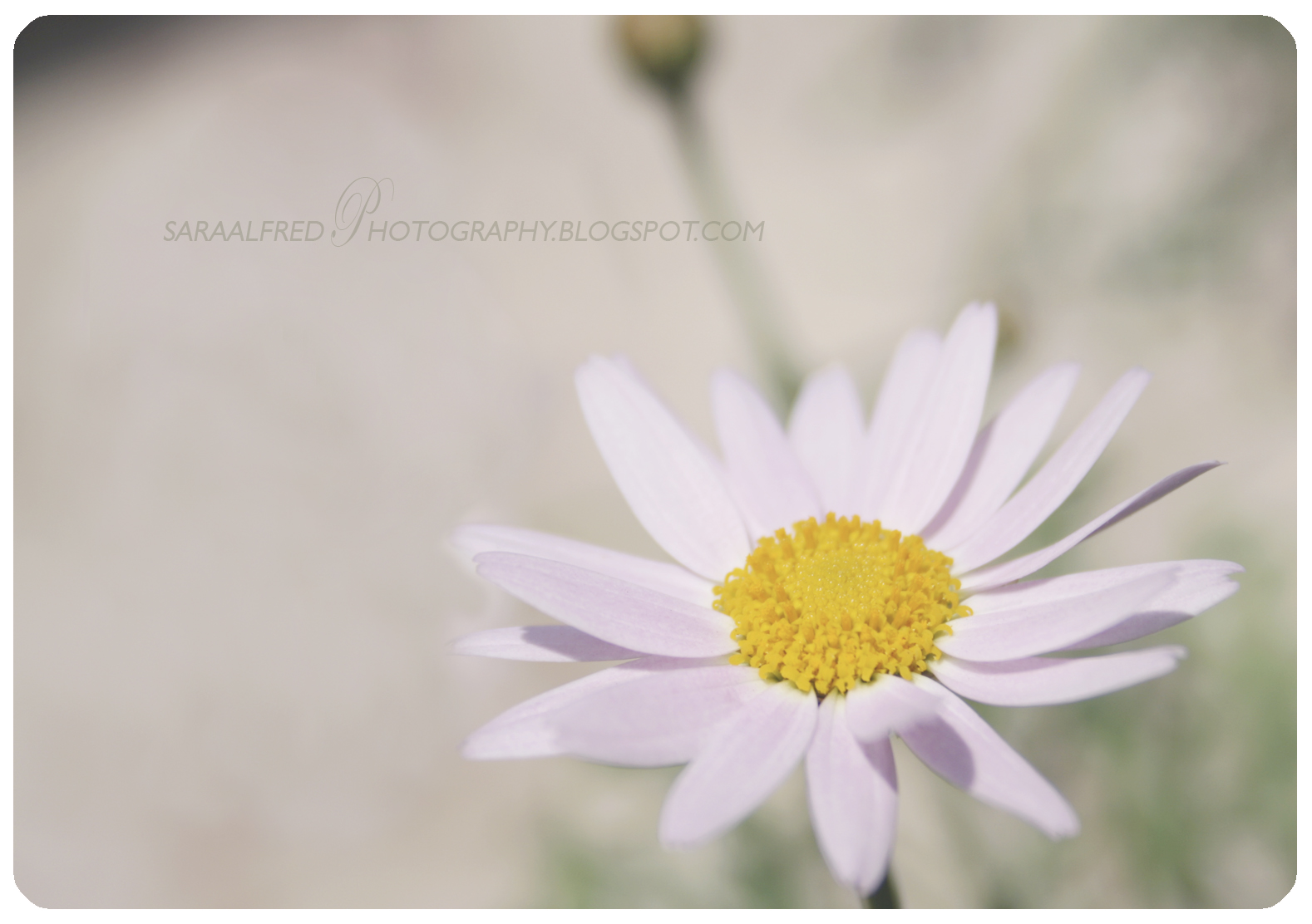 small, purple flower with yellow center stands out against a soft white backdrop