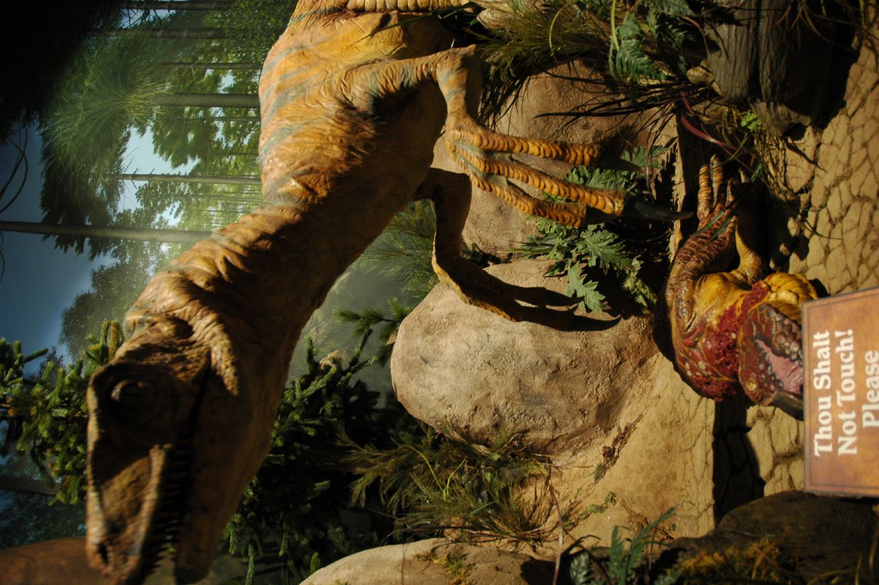 a tylosaur dinosaur on display at a museum