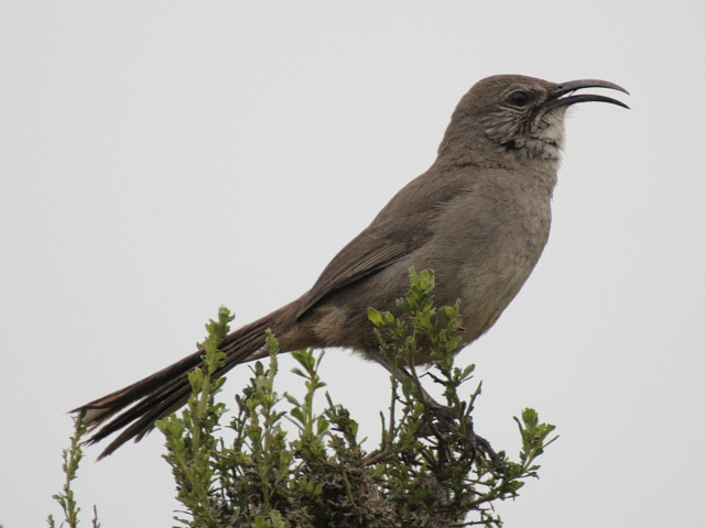 a bird that is standing on a tree