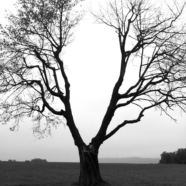 the lone tree is silhouetted against the light grey sky